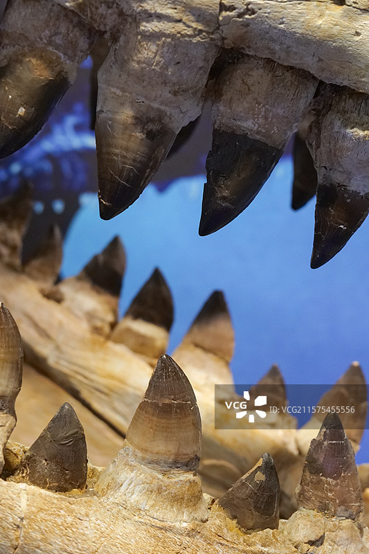 霍夫曼沧龙头骨（沧龙类） 白垩纪时代 摩洛哥产 国家自然博物馆古爬行动物厅图片素材