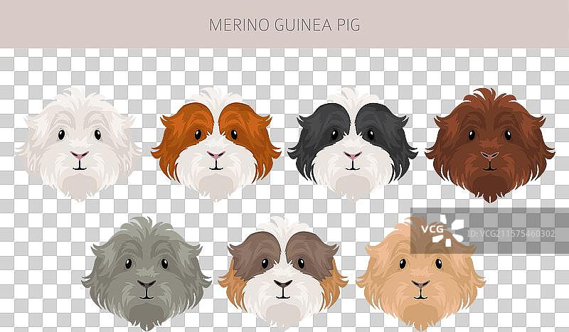 美利奴豚鼠剪贴画，所有毛色的豚鼠图片素材