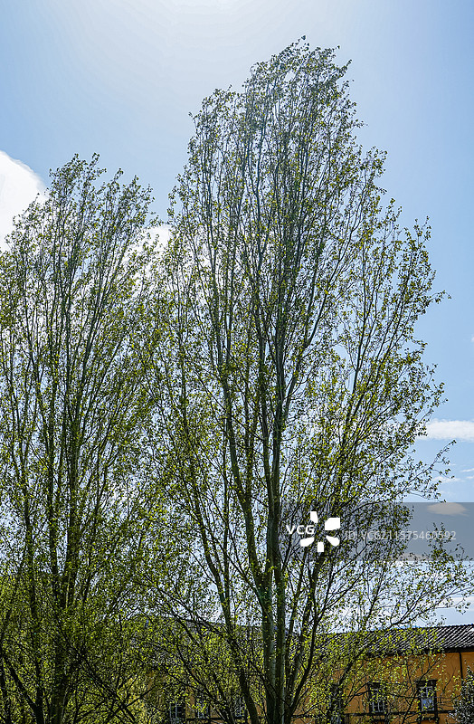 卢卡·Lucca图片素材