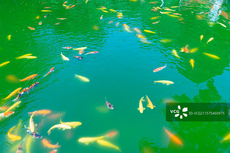 中国野生动物野外动物拍摄主题，公园绿色湖泊中一群红色红色的鲤鱼锦鲤，户外白昼无人图像摄影图片素材