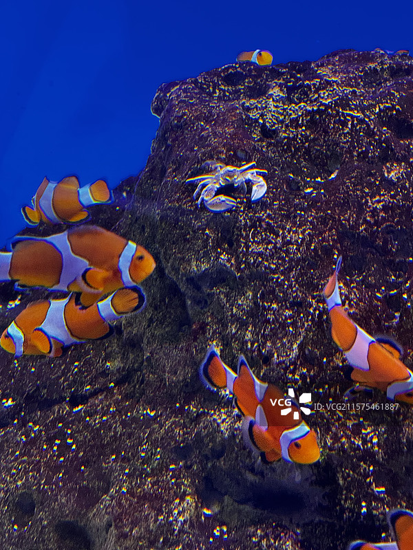 尼莫小丑鱼图片素材