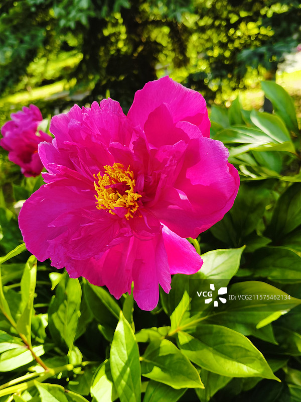 芍药花图片素材