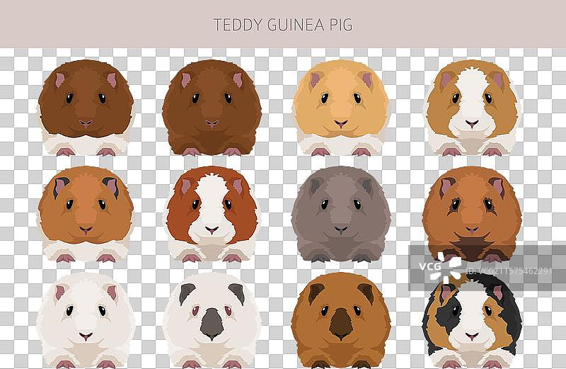 各种毛色的泰迪豚鼠剪贴画图片素材