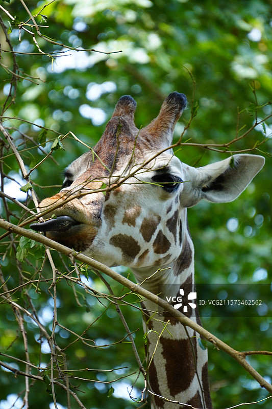 上海动物园吐舌头的长颈鹿特写图片素材
