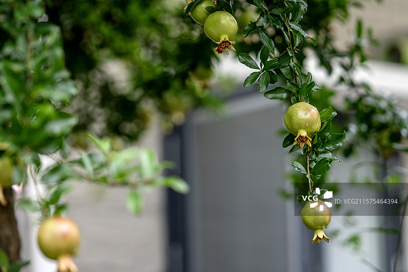 夏季进入旺盛生长的水果石榴特写图片素材