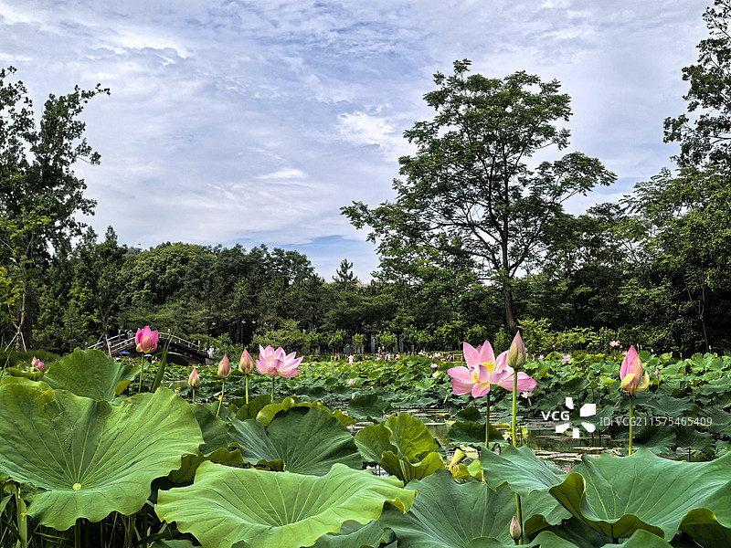 上海世纪公园的荷花美景图片素材