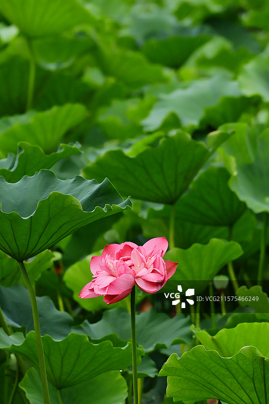 龙头寺公园雨后的荷花图片素材
