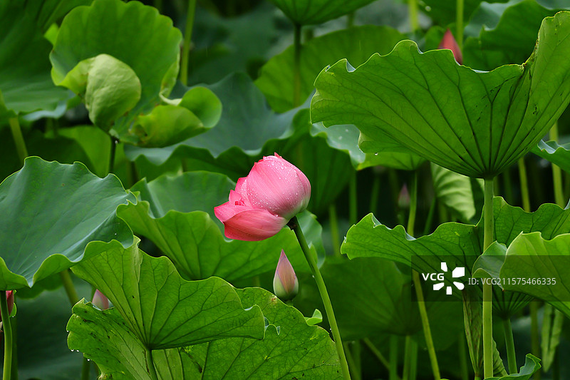 龙头寺公园雨后的荷花图片素材