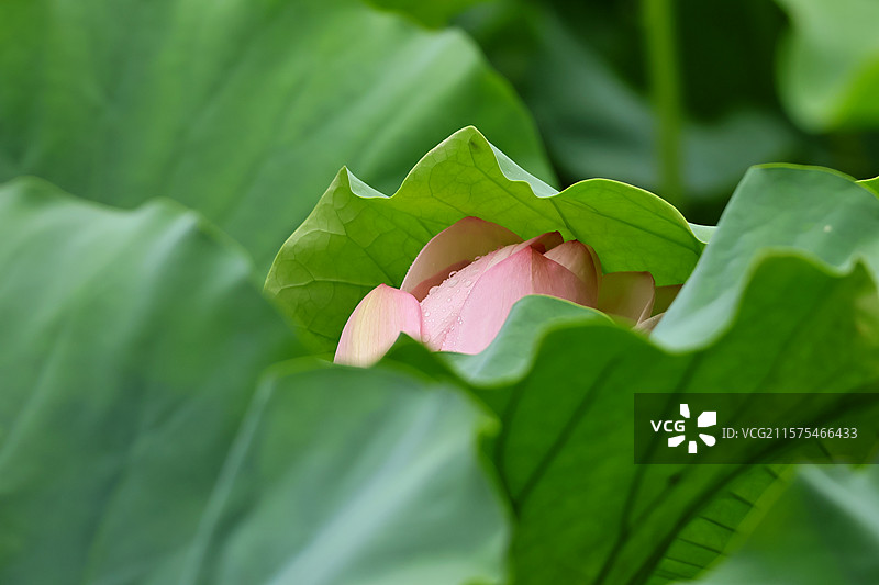 龙头寺公园雨后的荷花，躲在叶下图片素材
