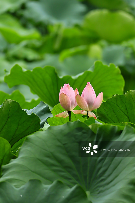 龙头寺公园雨后的荷花-一对图片素材