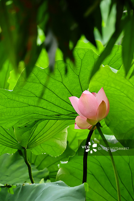 龙头寺公园雨后的荷花-竹林外图片素材