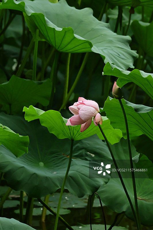 龙头寺公园雨后的荷花图片素材