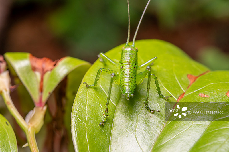 螽斯图片素材
