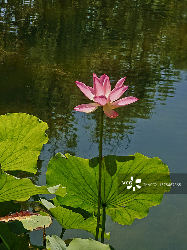 夏至，陶然亭公园的荷花盛开特写，映日荷花别样红图片素材