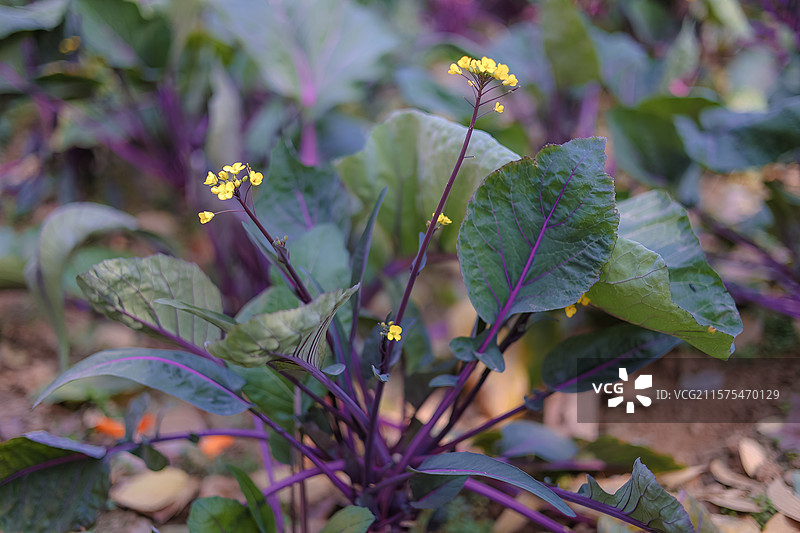 洪山菜薹图片素材