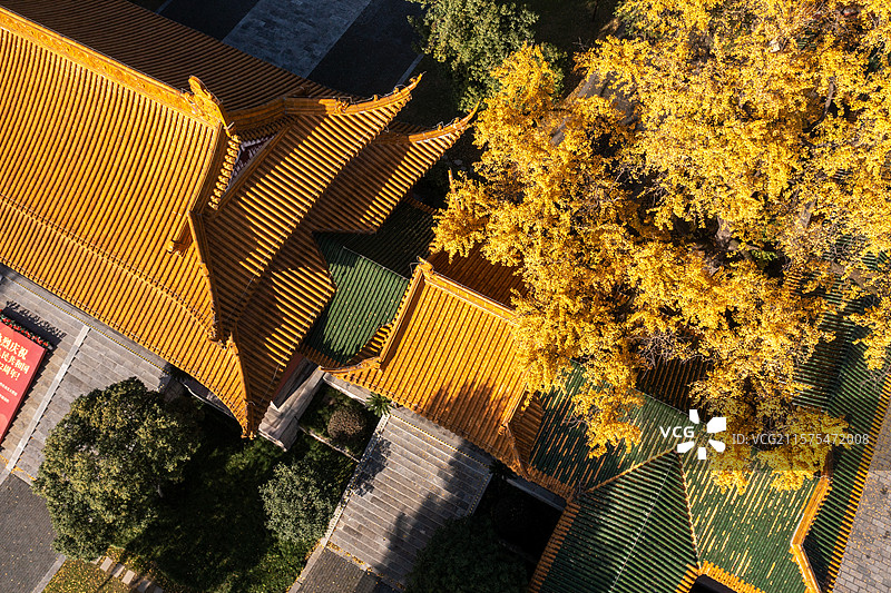 江苏南京朝天宫的银杏黄了图片素材
