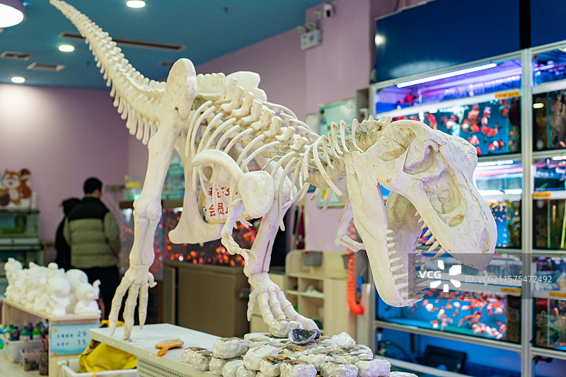 中国儿童娱乐玩具拍摄主题，一个泥土做的霸王龙恐龙标本，室内无人图像摄影图片素材