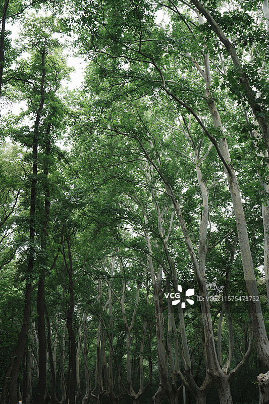 南京美龄宫图片素材