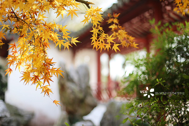 江苏南京明孝陵红楼艺文苑的秋天图片素材