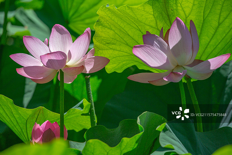 荷开盛夏来图片素材