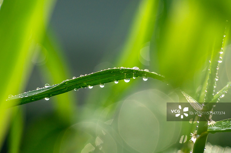 雨后芦苇叶上的水珠图片素材