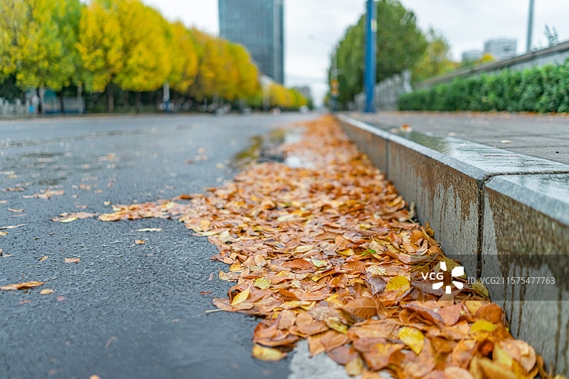 中国野生植物拍摄主题，秋天下雨天马路牙子绒毛白蜡树黄色的树叶子，户外白昼无人图像摄影图片素材