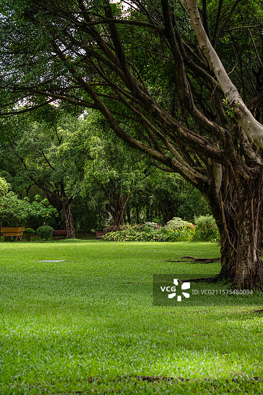 深圳园博园的草坪草地图片素材