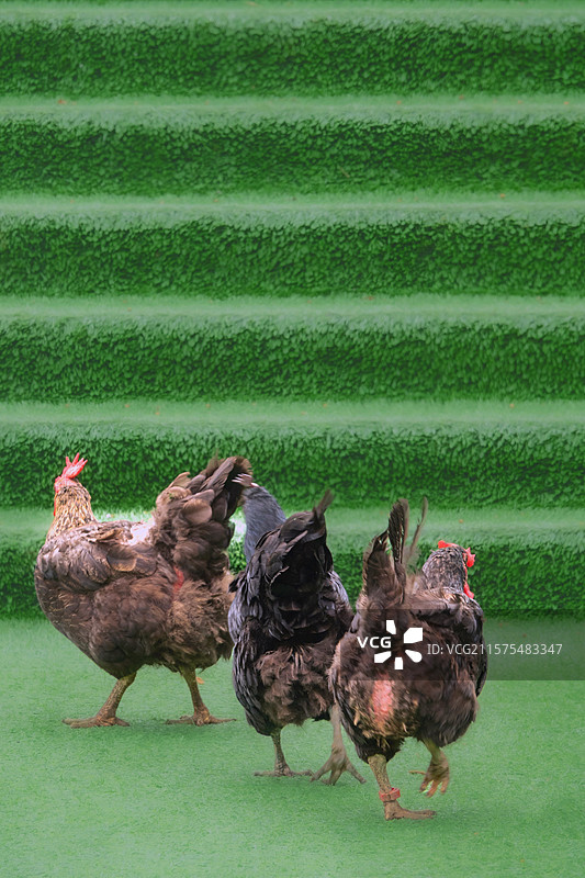 鸡们的幸福生活图片素材