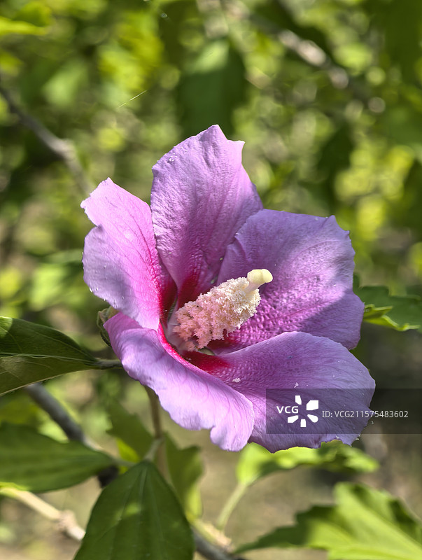 天津市滨海新区大港湿地公园木槿花图片素材