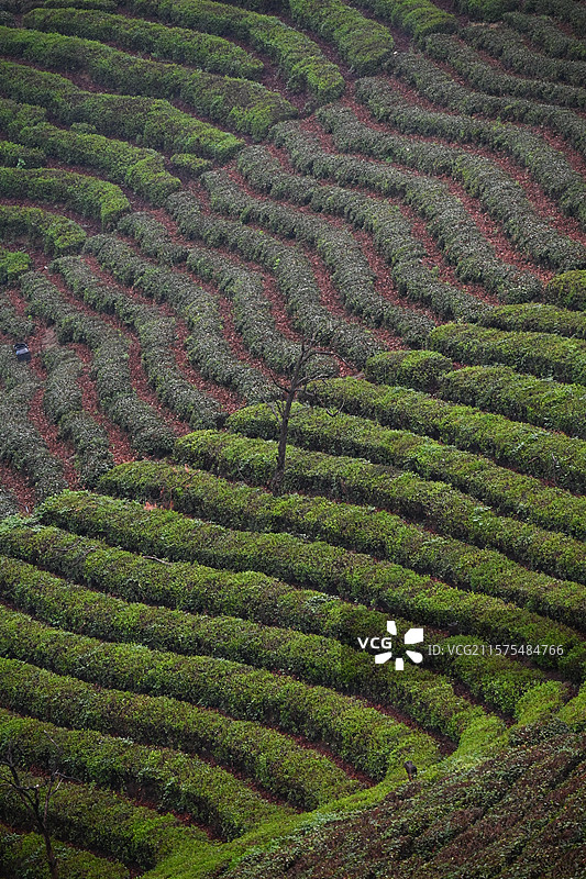茶山图片素材