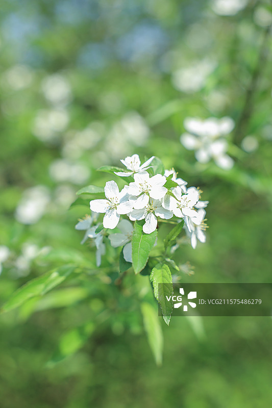 公园里白色开花植物的特写镜头图片素材