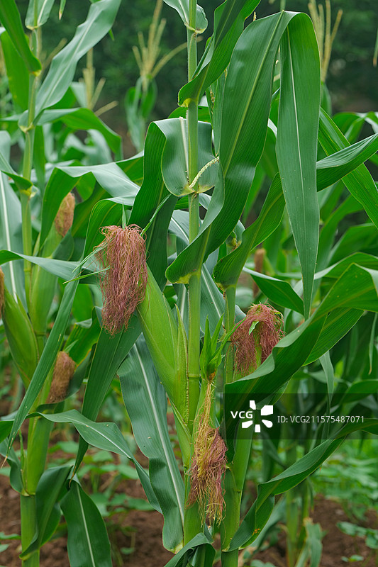 乡村田园农作物玉米种植苞谷五谷杂粮图片素材