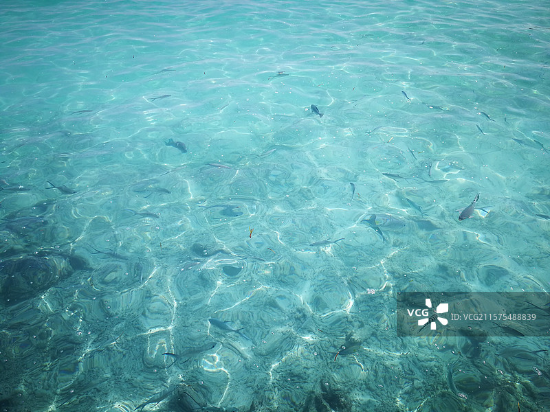 清澈海水中游动的鱼高角度视图图片素材