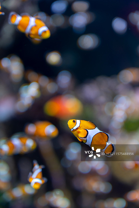 黑边公子小丑鱼图片素材