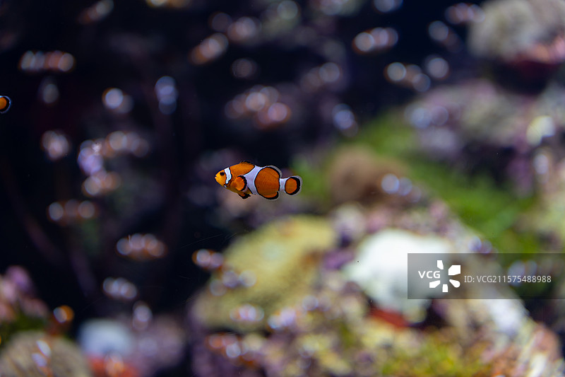 黑边公子小丑鱼图片素材