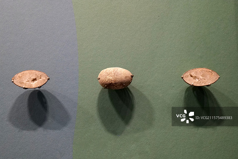 金刚口椭圆形蛋 晚白垩世时代 山东莱阳产 国家自然博物馆古爬行动物厅图片素材