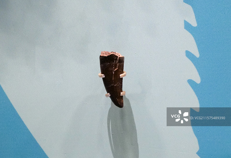 君王暴龙（牙齿） 白垩纪时代 美国产 国家自然博物馆古爬行动物厅图片素材