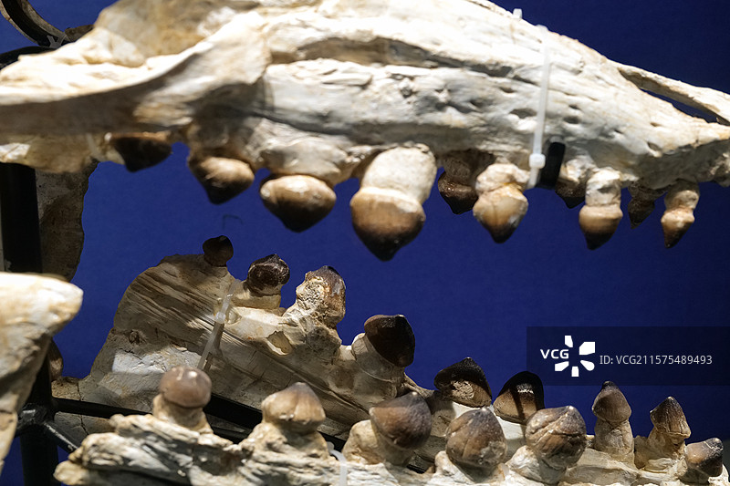 霍夫曼沧龙头骨（沧龙类） 白垩纪时代 摩洛哥产 国家自然博物馆古爬行动物厅图片素材