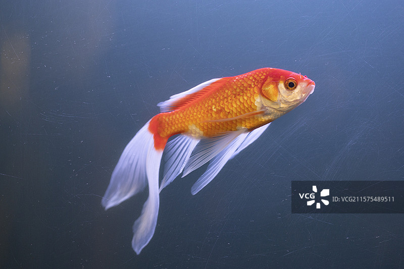 鱼在水中游泳的特写镜头图片素材