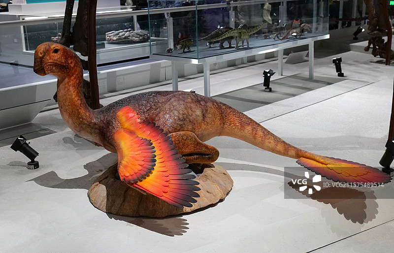 嗜角窃蛋龙(复原模型) 白垩纪晚期 中国蒙古产 国家自然博物馆古爬行动物厅图片素材