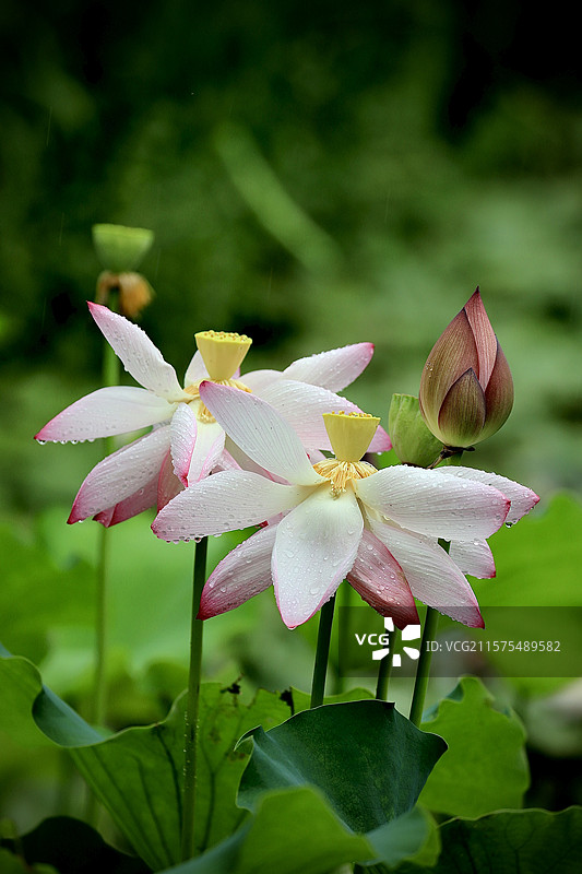 江西凤凰沟雨荷通透图片素材