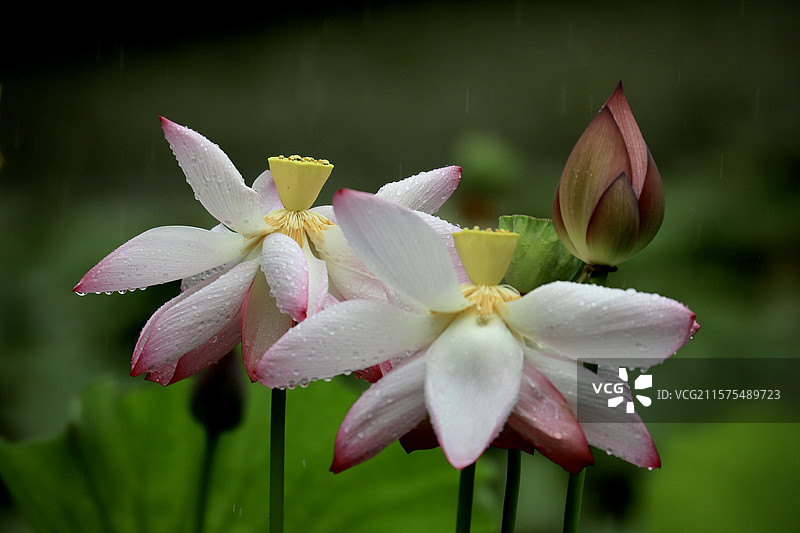 江西凤凰沟雨荷通透2图片素材