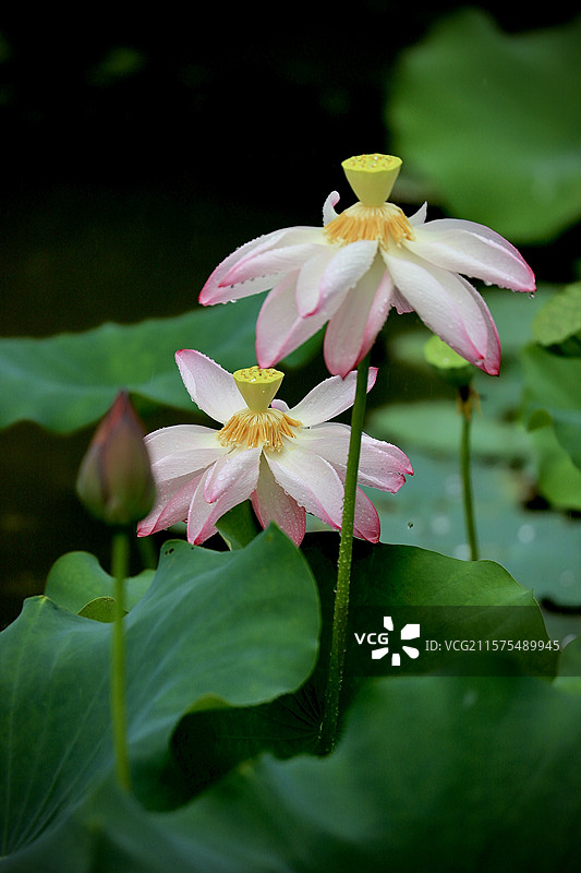 江西凤凰沟雨荷通透3图片素材