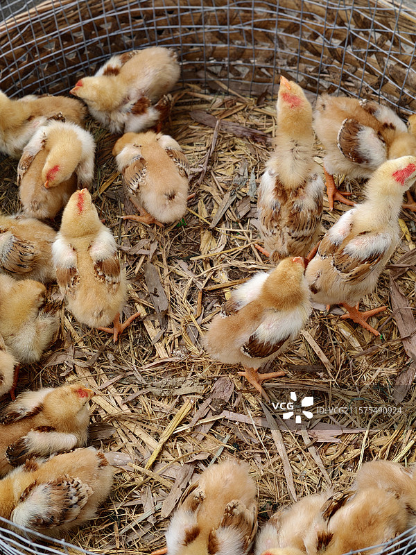 大市场里的鸡鸭禽类图片素材