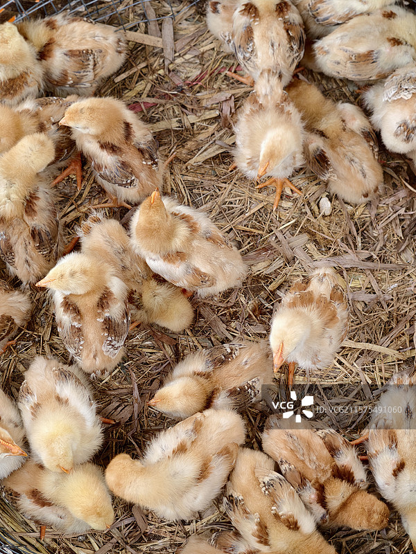 大市场里的鸡鸭禽类图片素材