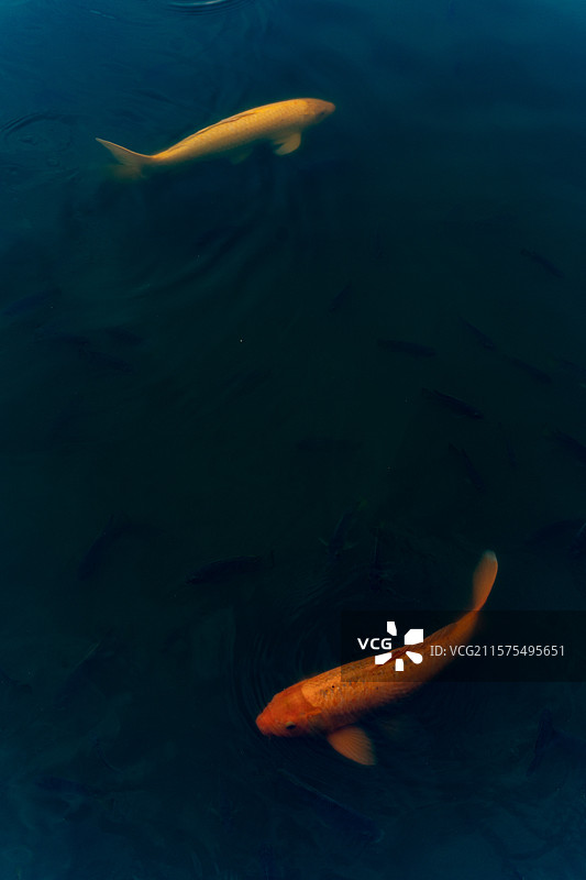 东莞可园博物馆雏月池内的金鱼在结伴游泳图片素材