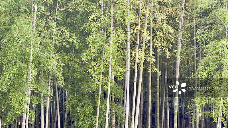 熊本水前寺成趣园图片素材