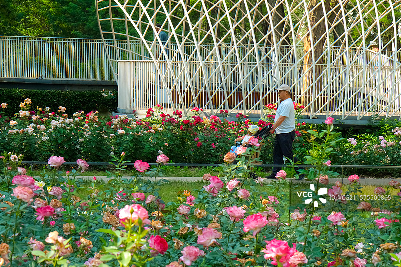 步行花园中的老人与小孩图片素材