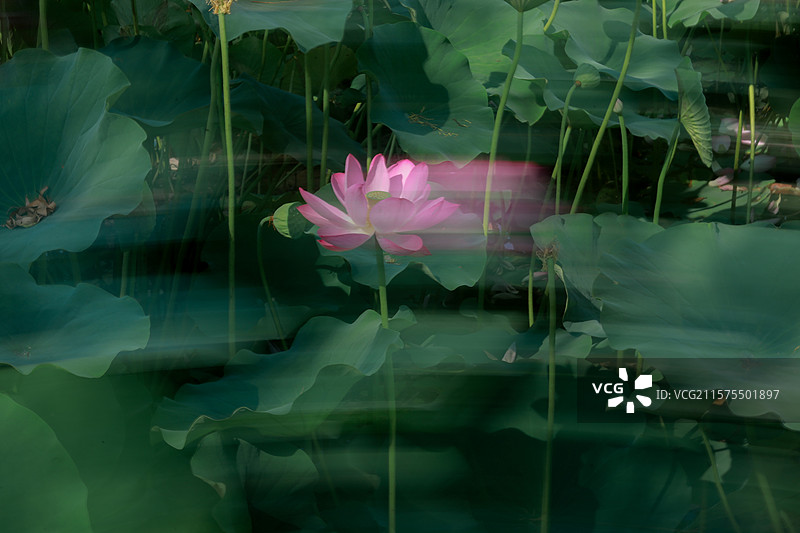 荷花灵魂出窍，印象派荷花图片素材