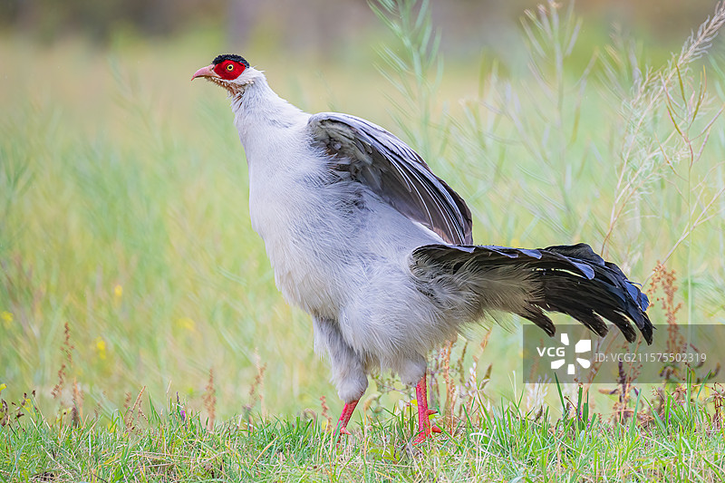 川西甘孜新龙藏马鸡（白马鸡）图片素材